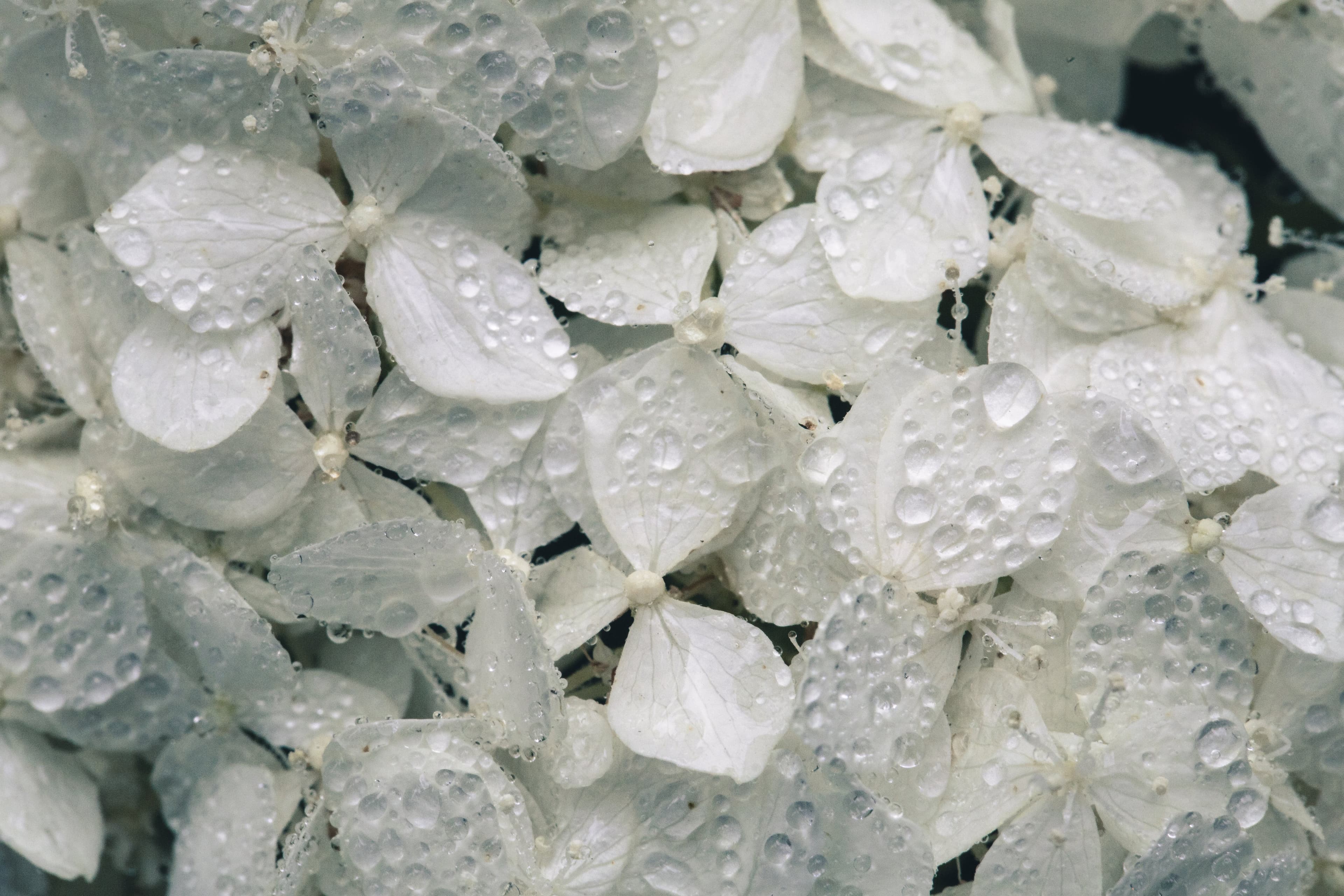 White Flower
